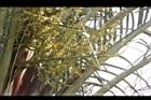 三角椰子-花序12.JPG