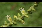 三角椰子-花蕊01.JPG