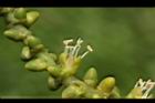 三角椰子-花蕊04.JPG