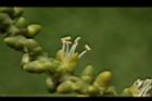 三角椰子-花蕊07.JPG