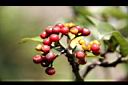 九節木-紅實00.JPG