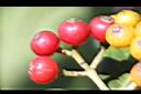 九節木-紅實02.JPG