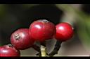 九節木-紅實03.JPG