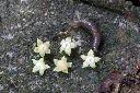 九節木-雄花00.jpg