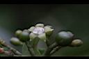 九節木-雌花01.jpg
