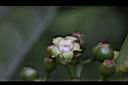 九節木-雌花09.jpg