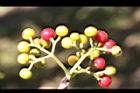 九節木-實06.JPG