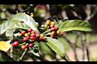 九節木-紅實05.JPG
