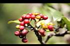 九節木-紅實06.JPG