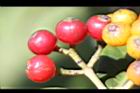 九節木-紅實09.JPG