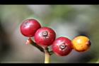 九節木-紅實10.JPG