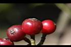 九節木-紅實11.JPG