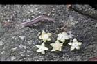 九節木-花01.jpg