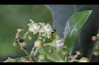 九節木-花02.jpg