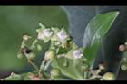 九節木-花03.jpg