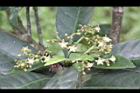 九節木-花04.jpg