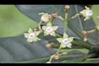 九節木-花06.jpg