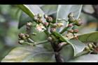 九節木-花實03.jpg