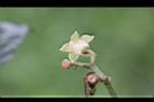 九節木-花萼0.jpg