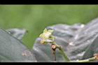 九節木-花萼1.jpg