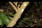 九節木-莖01.JPG