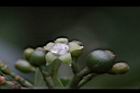 九節木-雌花00.jpg