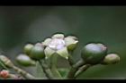 九節木-雌花02.jpg