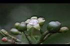 九節木-雌花03.jpg