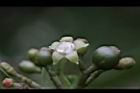 九節木-雌花04.jpg