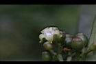 九節木-雌花05.jpg