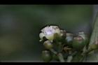 九節木-雌花06.jpg