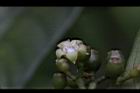 九節木-雌花07.jpg