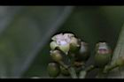 九節木-雌花08.jpg