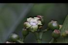 九節木-雌花10.jpg