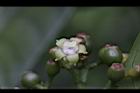 九節木-雌花11.jpg