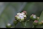 九節木-雌花13.jpg