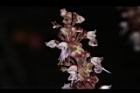 仙草-花13.JPG