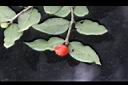 伏牛花-實08.JPG