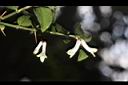 伏牛花-花00.JPG