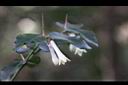 伏牛花-花02.JPG