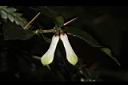 伏牛花-花苞03.JPG