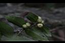 伏牛花-青實00.JPG