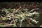 伏牛花-實01.JPG