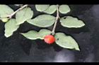 伏牛花-實10.JPG