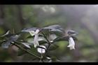 伏牛花-花07.JPG