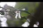 伏牛花-花苞05.JPG