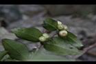 伏牛花-青實03.JPG
