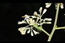 光蠟樹-花02.JPG