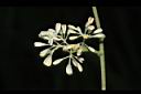 光蠟樹-花06.JPG