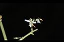 光蠟樹-花08.JPG